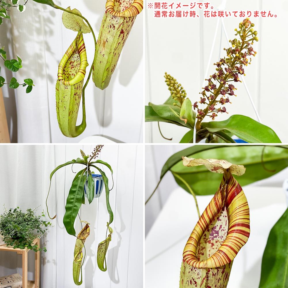 PLANCHU 食虫植物 ネペンテス ダイエリアナ 5号吊り鉢 育て方