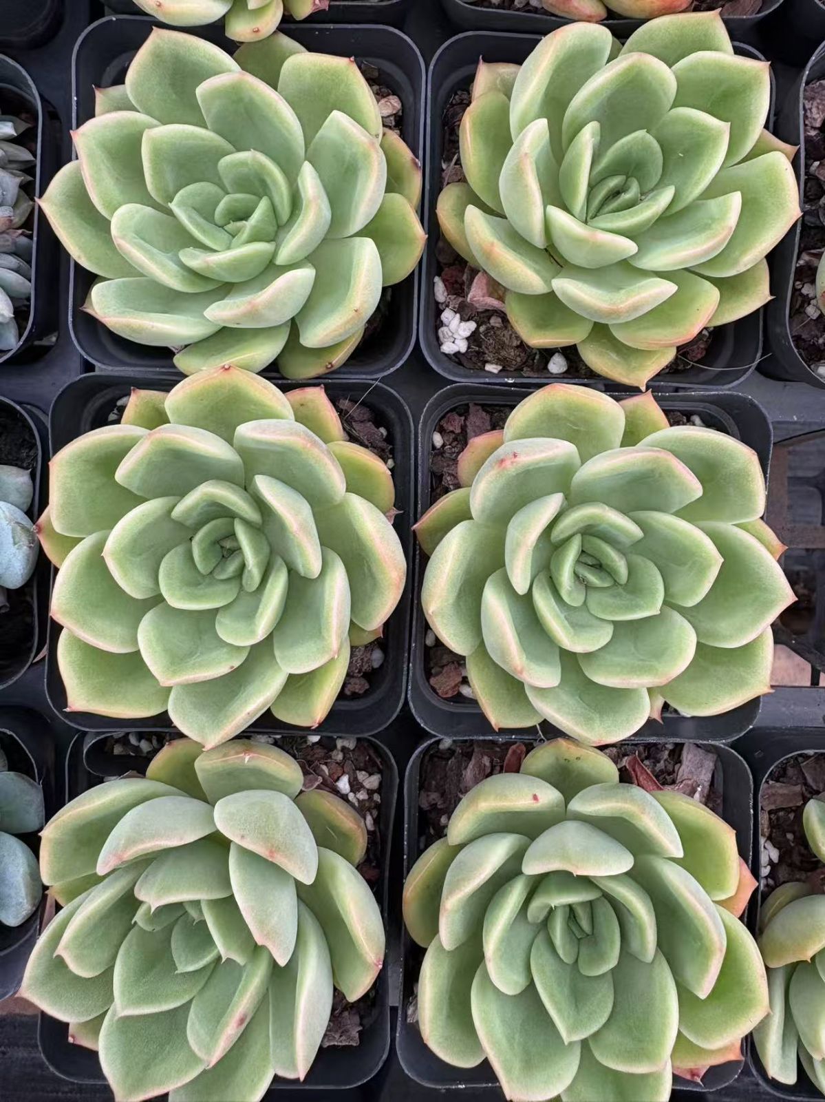 50株の抜き苗セット】ゼリーオレンジ 多肉植物 佐川急便発送