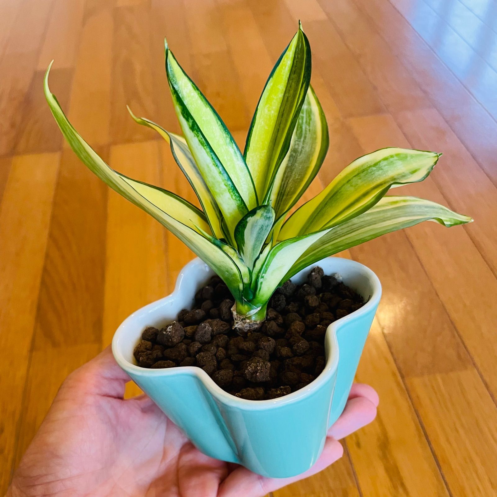 メルカリshops サンセベリア サンスベリア ゴールデンハニー 抜き苗