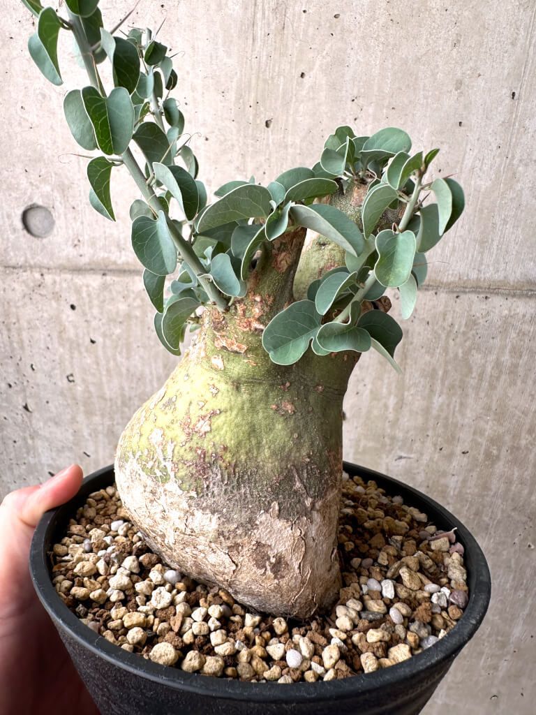 ■アデニア・スピノーサ/Adenia spinosa/塊根部13cm■緑の塊根部 □アデニア・スピノーサ/Adenia spinosa/塊根部13cm□緑の塊根部