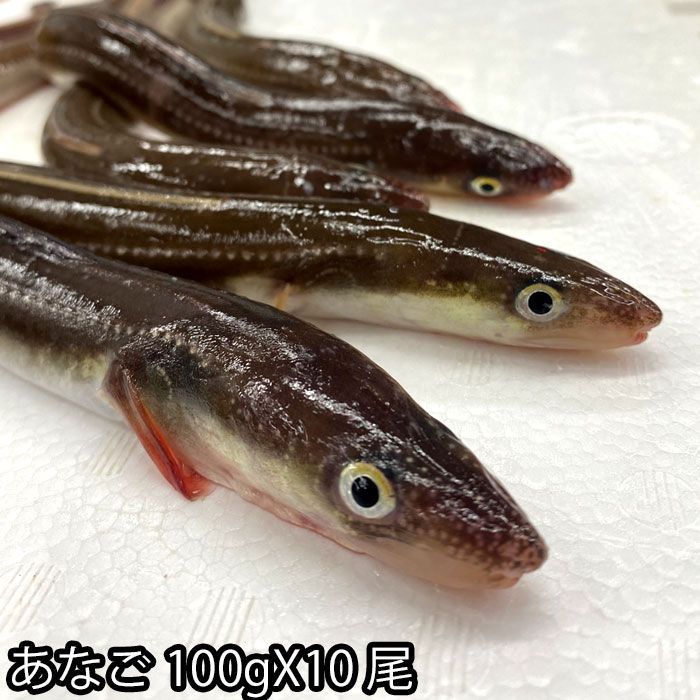 長崎産 朝〆 生 穴子 開き 約100gX10尾（冷蔵便） レシピ付き あなご アナゴ 煮穴子 白焼き 穴子丼 穴子天ぷら