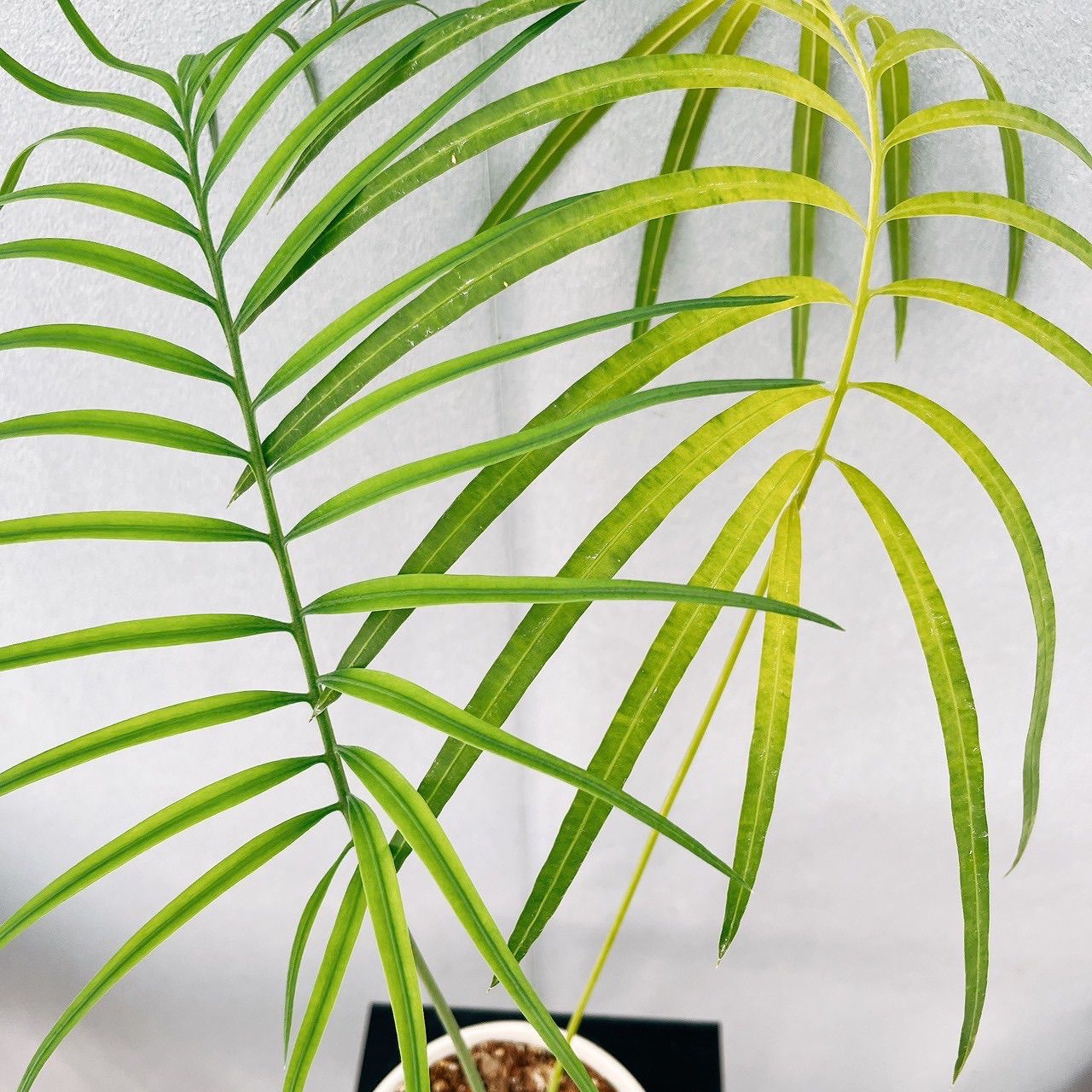 現品］【希少】1番サイカスクリビコーラルテア実生蘇轍観葉レア