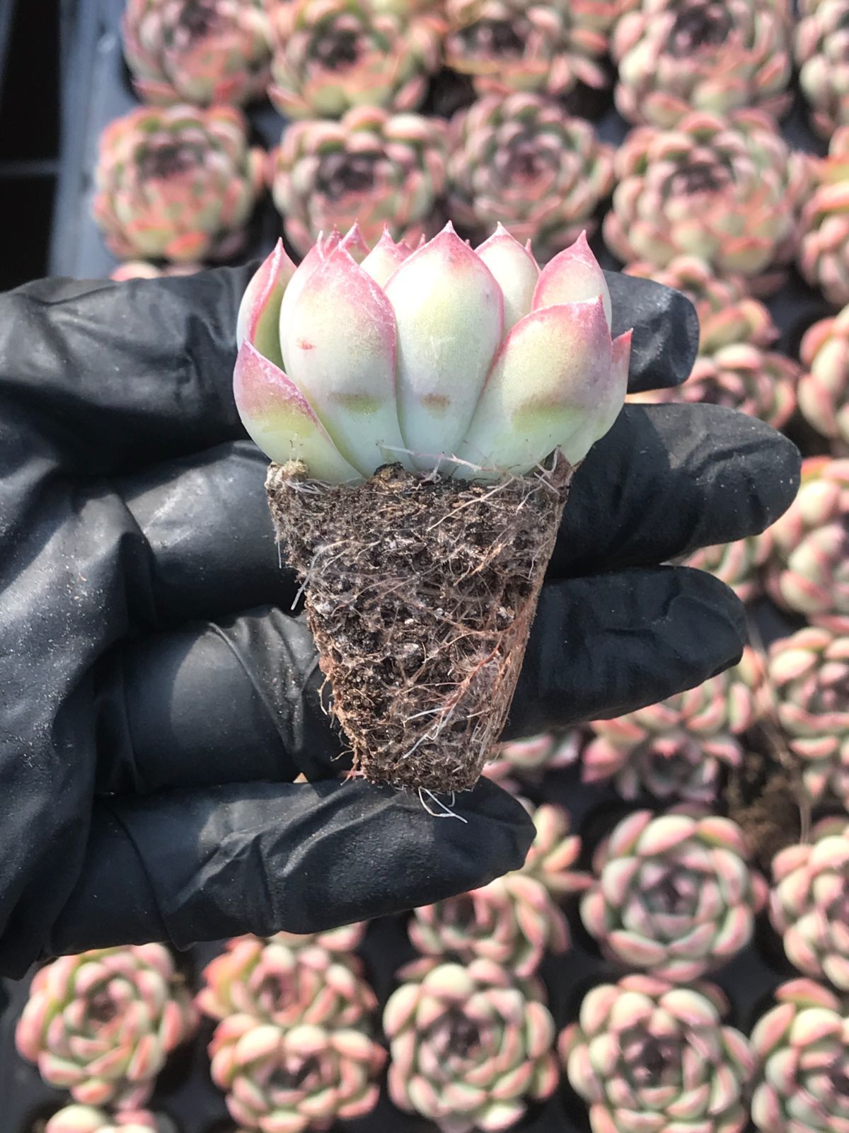 105株 F16-7 多肉植物 エケベリア モランド サボテン 観葉植物 花 園芸 レア種 土と根付き苗(サボテン)｜売買されたオークション情報、yahooの商品情報をアーカイブ公開  - オークファン 花、園芸