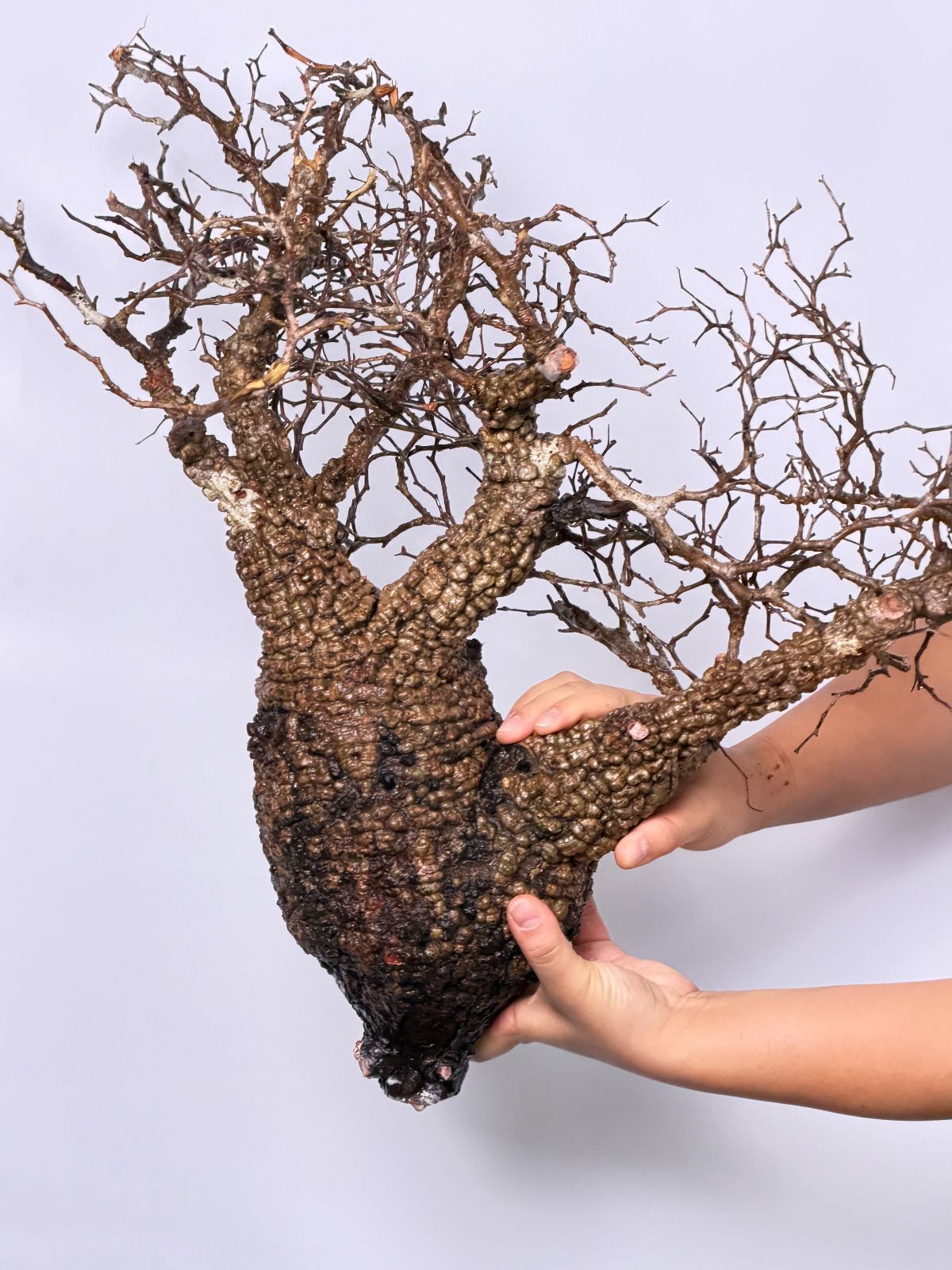 マダガスカル選抜株 Operculicarya