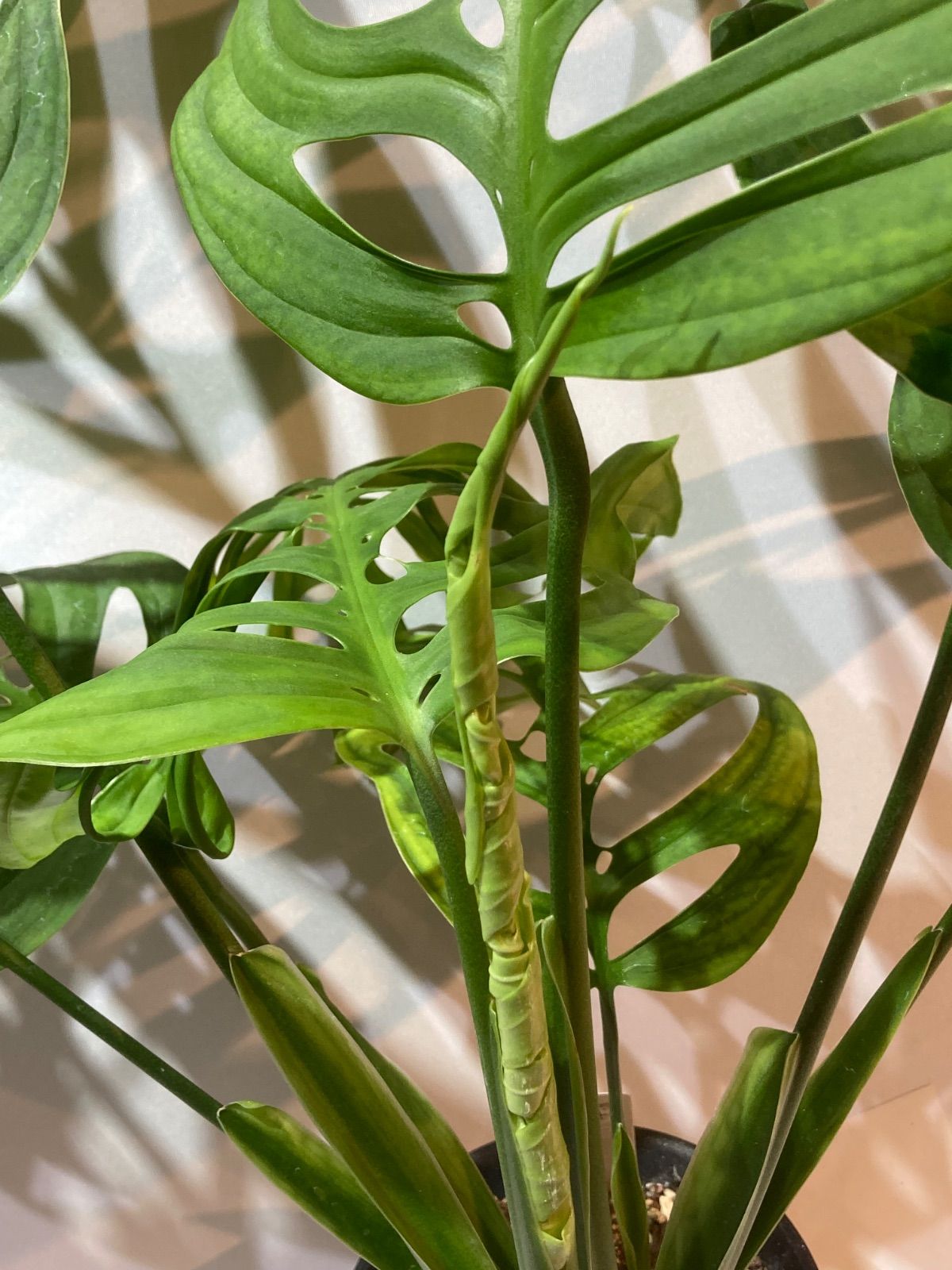 モンステラ・エスケレート 70cmクラス 大株 - メルカリ