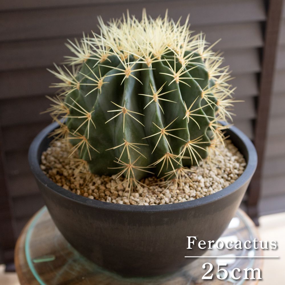 発根済 25cm 王冠竜 フェロカクタス ブルーバレルカクタス サボテン 8号 ドライガーデン 0618BK