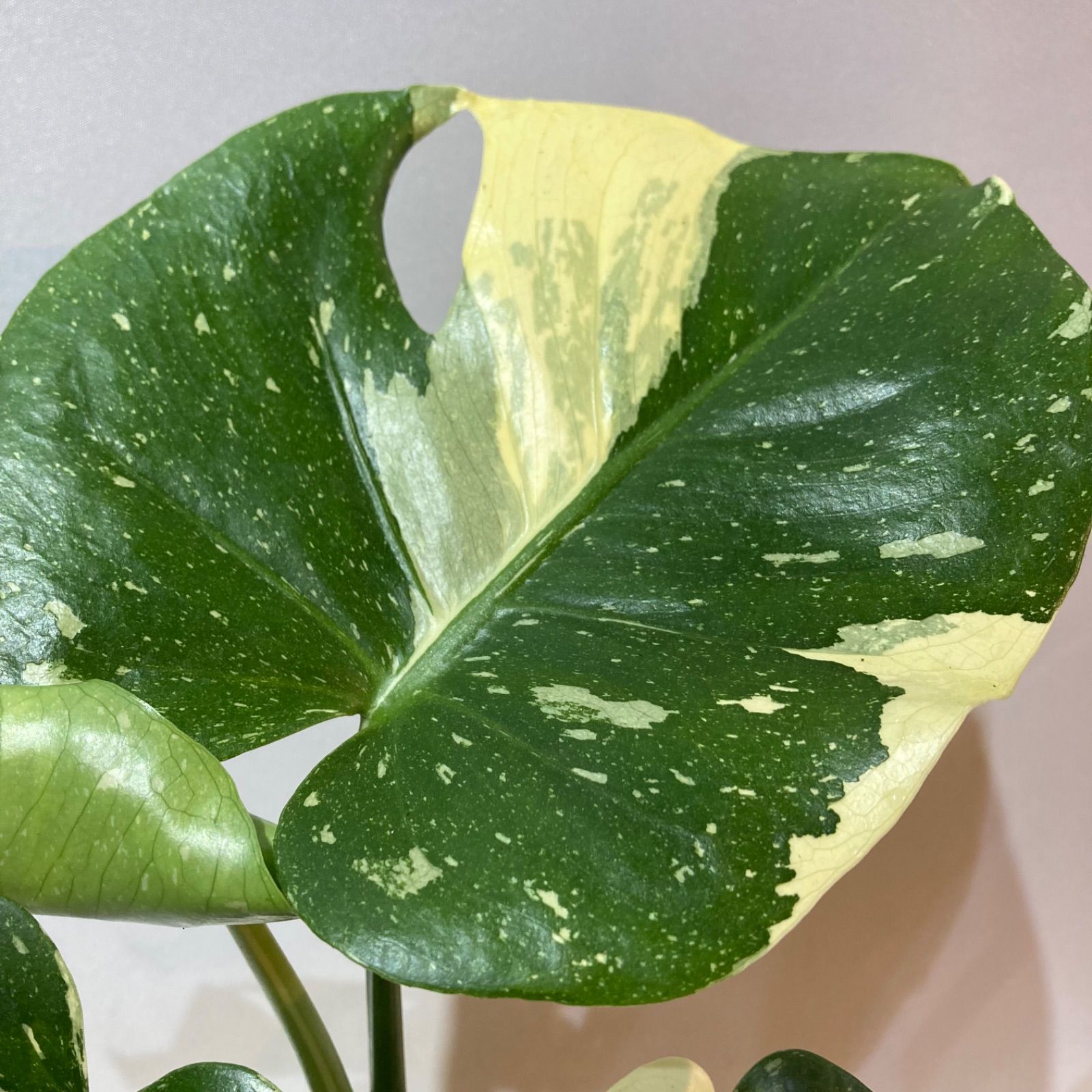 モンステラ・タイコンステレーション 5号鉢 斑入りモンステラ - メルカリ