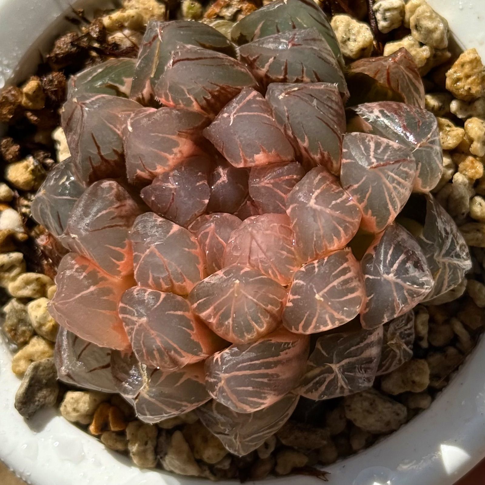 赤い鳥オブツーサ錦 H1769 多肉植物 ハオルチア 赤い鳥 極上株