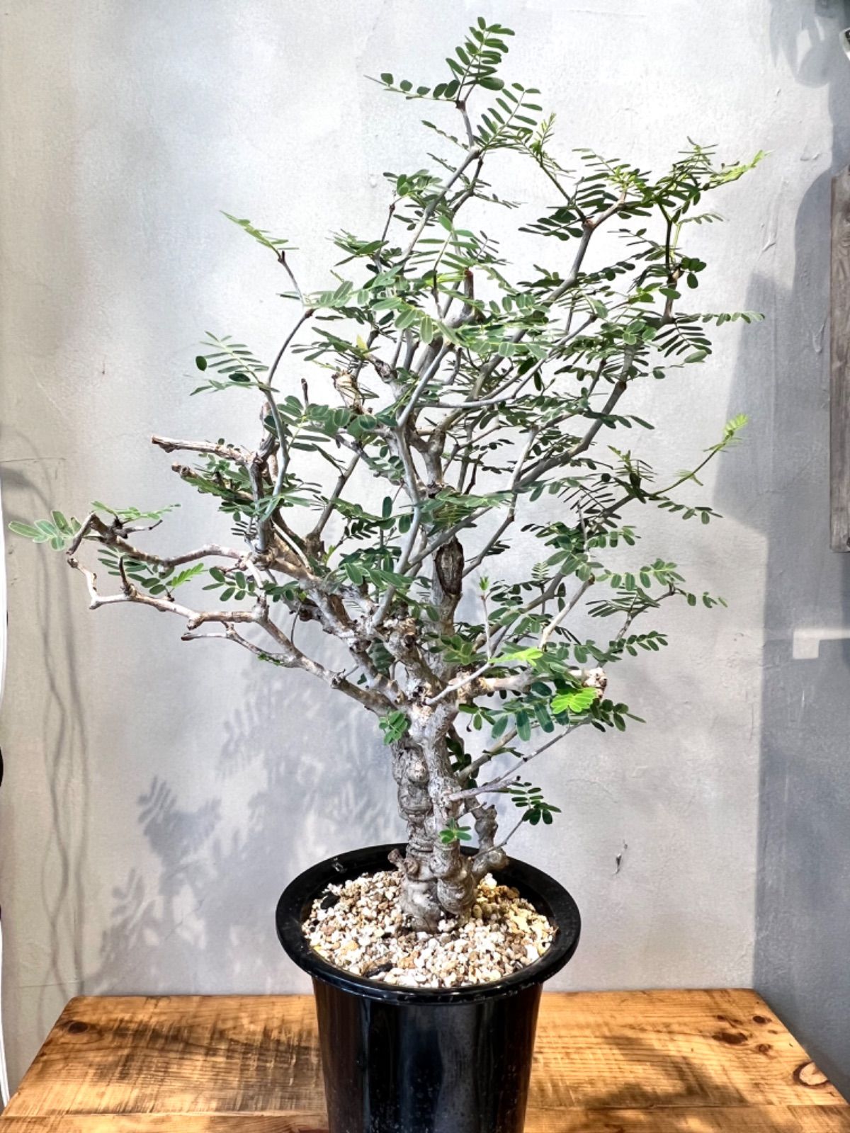 大株】センナメリディオナリス 現地球 発根済 - メルカリ