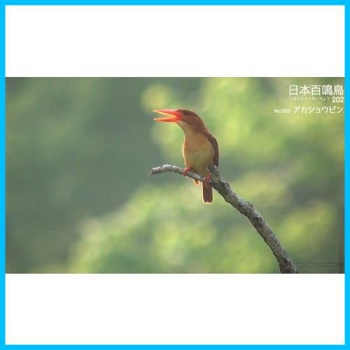 シンフォレストBlu-ray 日本百鳴鳥 202 HD ハイビジョン映像と鳴き声で愉しむ野鳥図鑑 9jupf8b Amazon.co.jp: シンフォレストDVD 日本百鳴鳥 映像と鳴き声で
