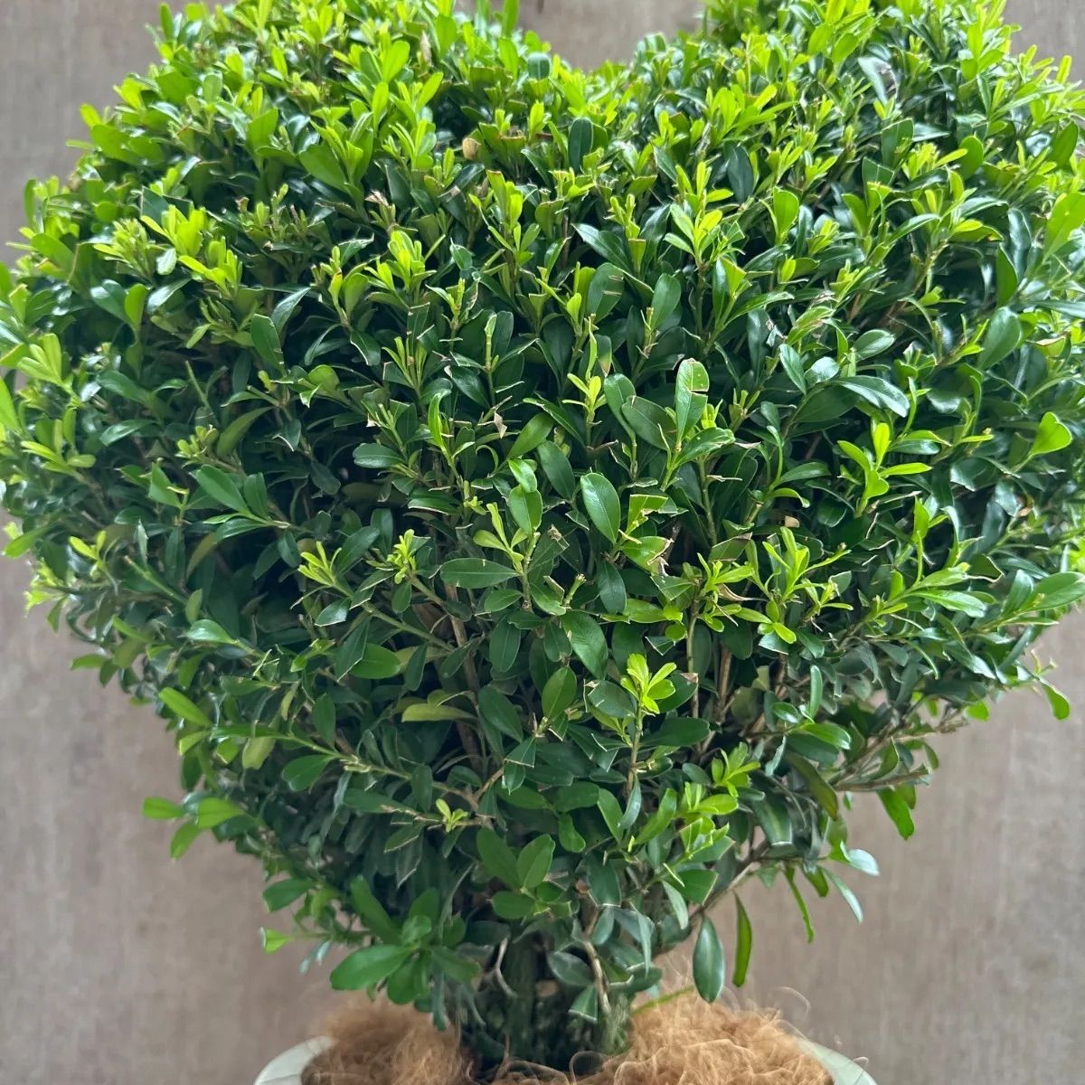 現品】ツゲ ウィンタージェム ハート ② 8号 1本 観葉植物 観葉 植物