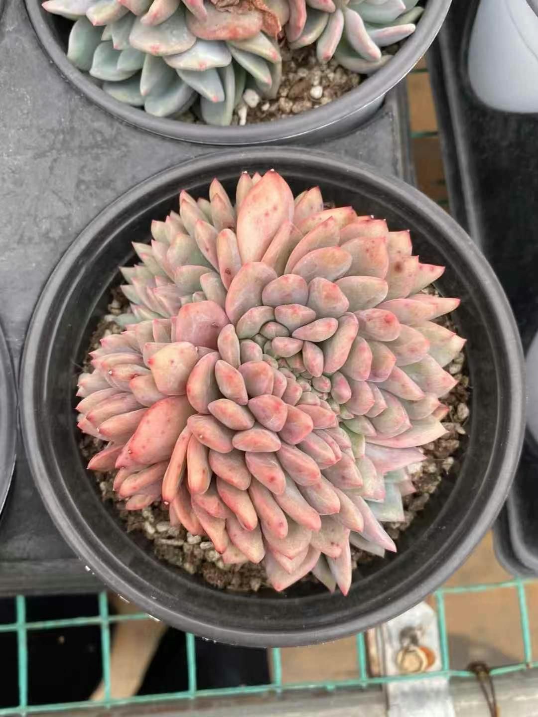 血斑入りアリエル 韓国苗 葉挿し 多肉植物 血しぶき 血斑入りアリエル 韓国苗 葉挿し 多肉植物 血しぶき 韓国苗 多肉植物 血