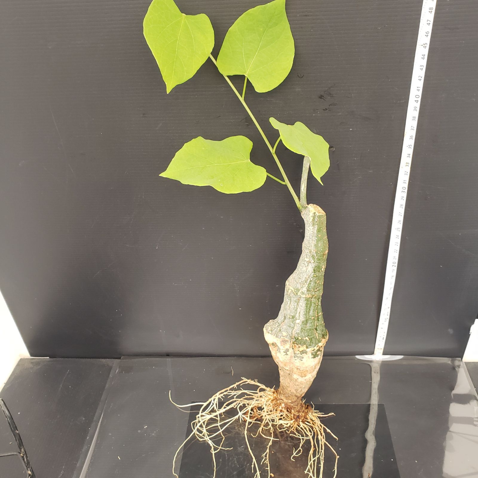 アデニア クリスタルグリーン 発根済 アデニア クリスタルグリーン 発