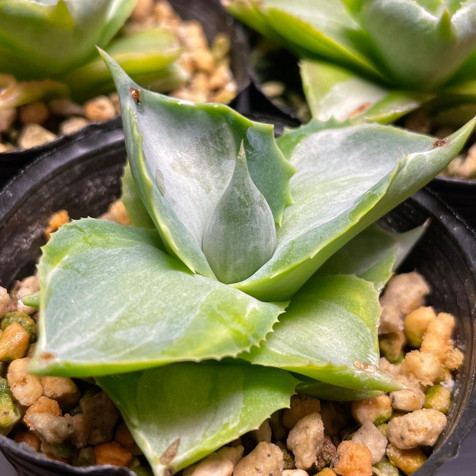 アガベ　王牙 ✨✨✨王牙✨✨✨ @muffin_agv_factory @uragao_muffin いったんトップ