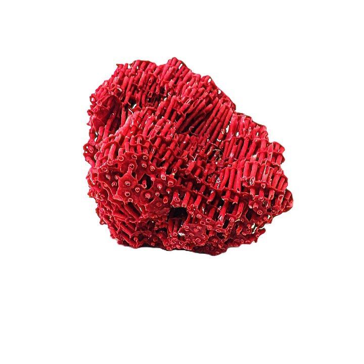 珊瑚礁 サンゴ礁 珊瑚 サンゴ パイプオルガン珊瑚 管珊瑚 赤珊瑚