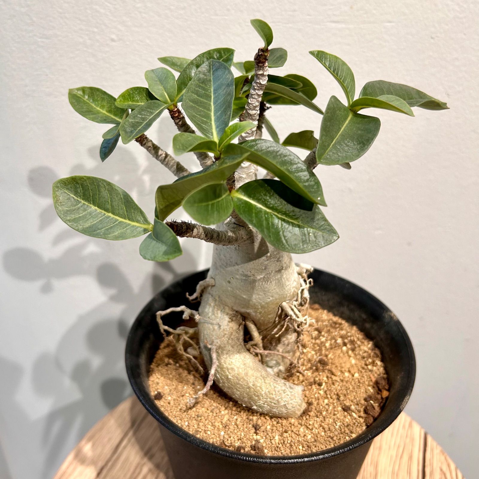 アデニウム アラビカム 5号サイズ 塊根植物 コーデックス A1 アデニウム アラビカム 5号サイズ 塊根植物 コーデックス A1