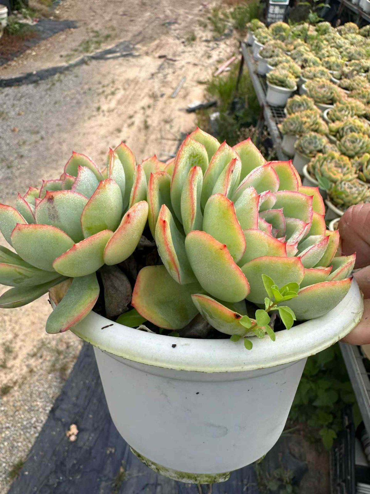 12株の抜き苗セット 朝露 あさつゆ 多肉植物 佐川急便発送 エケベリア 韓国苗 ZAN32 USTAUSTRALIA_COM_AU