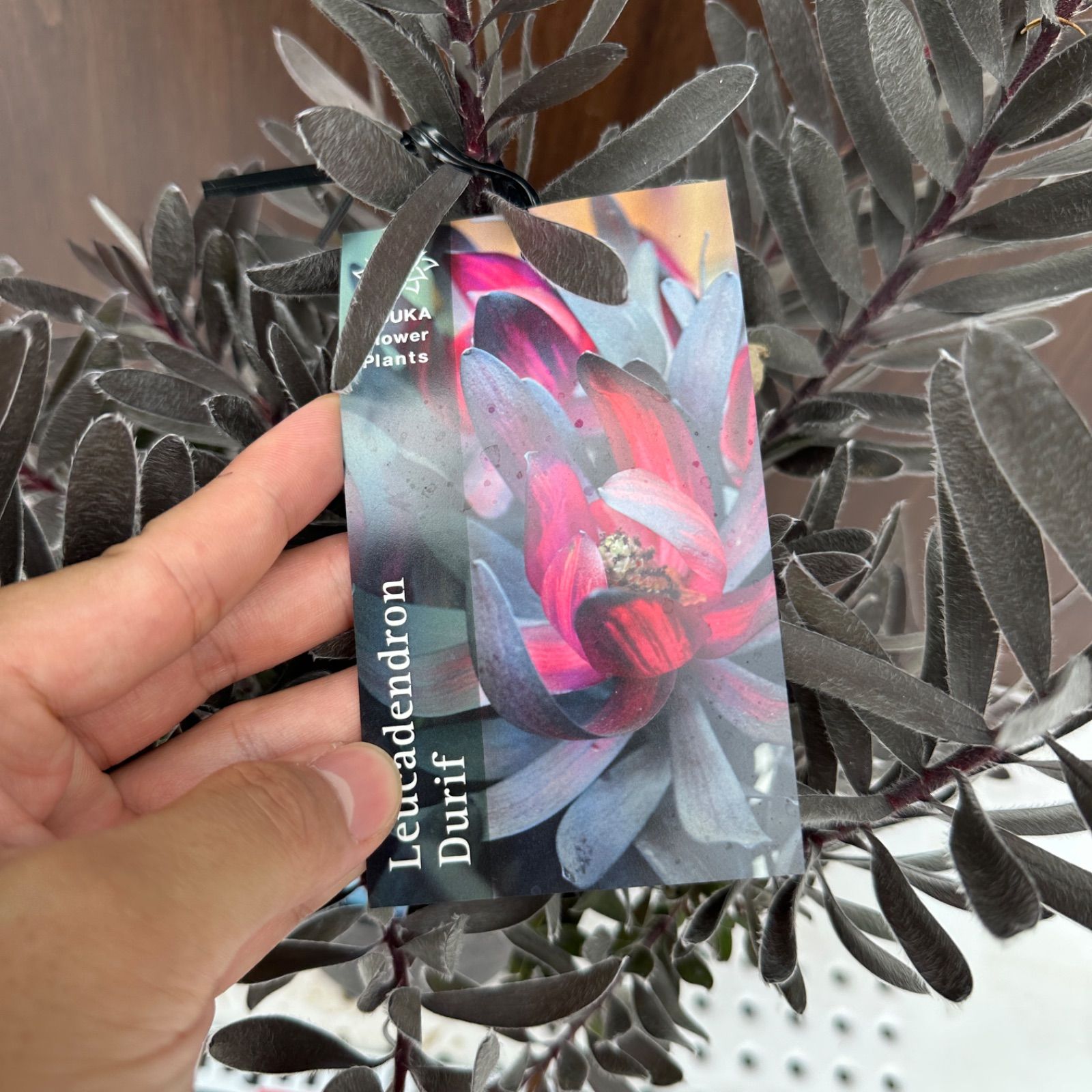 リューカデンドロン