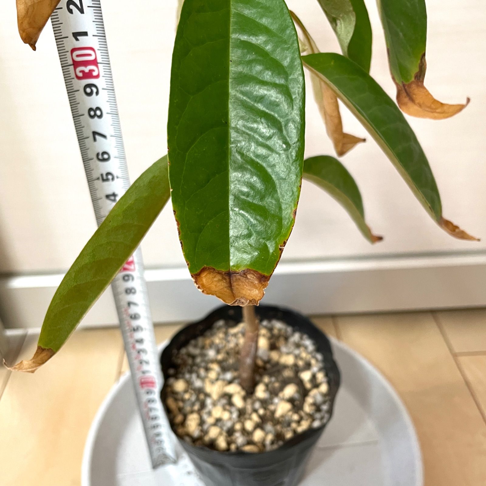ドリアン モントーン種(Durio zibethinus)実生苗【パンヤ科