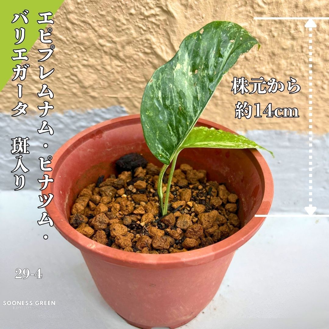 斑入り】 エピプレムナム・ピナツム・バリエガータ 約14cm 抜き苗 29-4