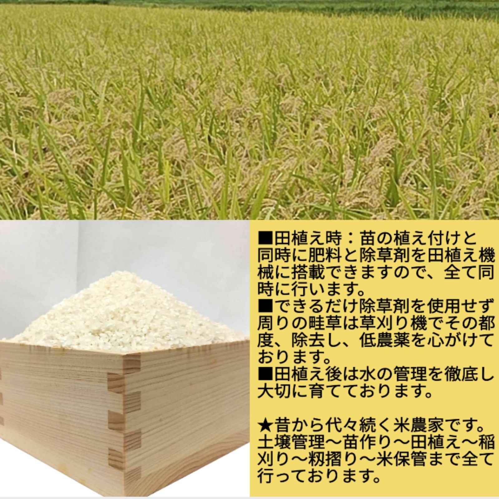 令和4年コシヒカリ 一等米 玄米30kg 生産者直売 つくば
