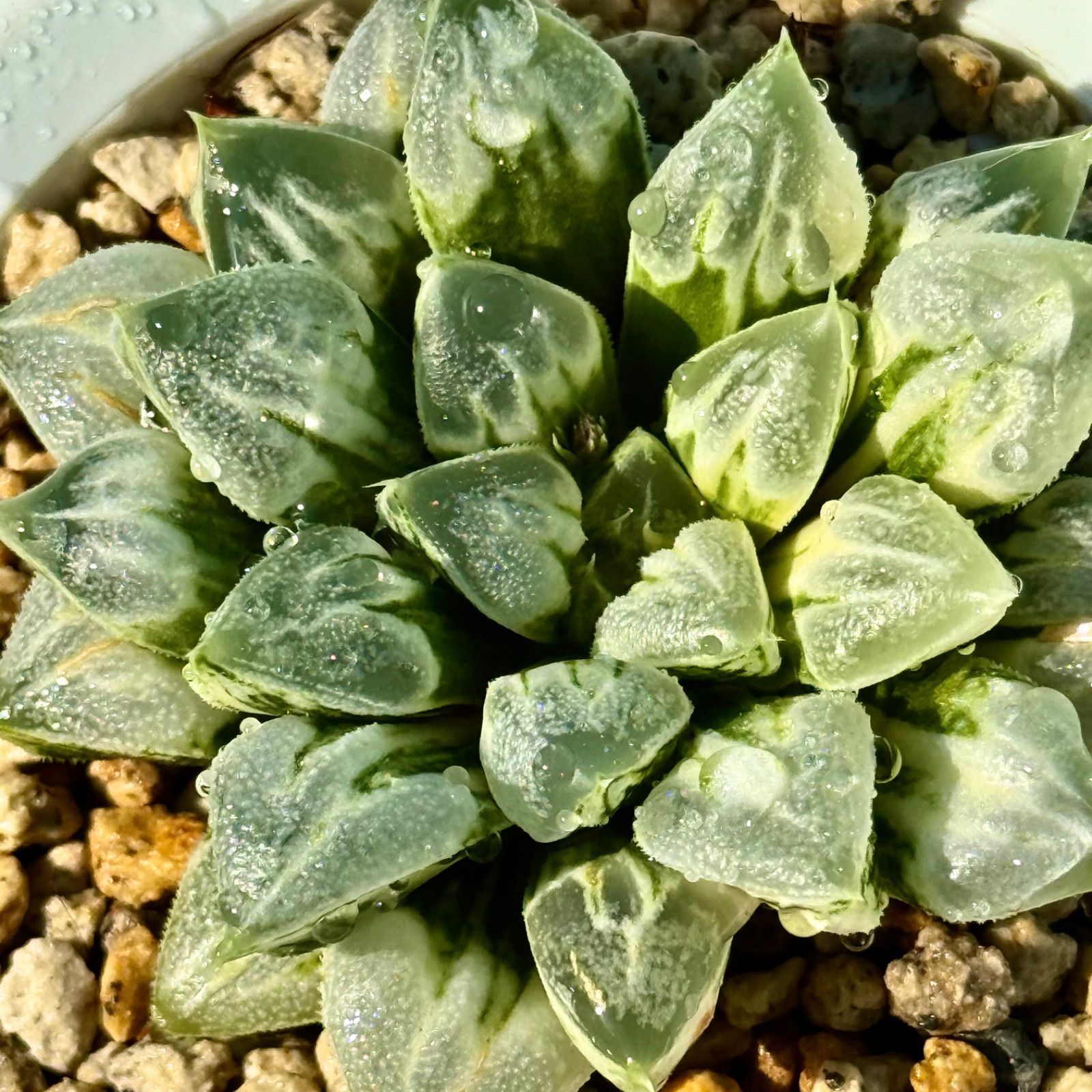 ラブハート錦 ハオルチア 極上斑 トップ