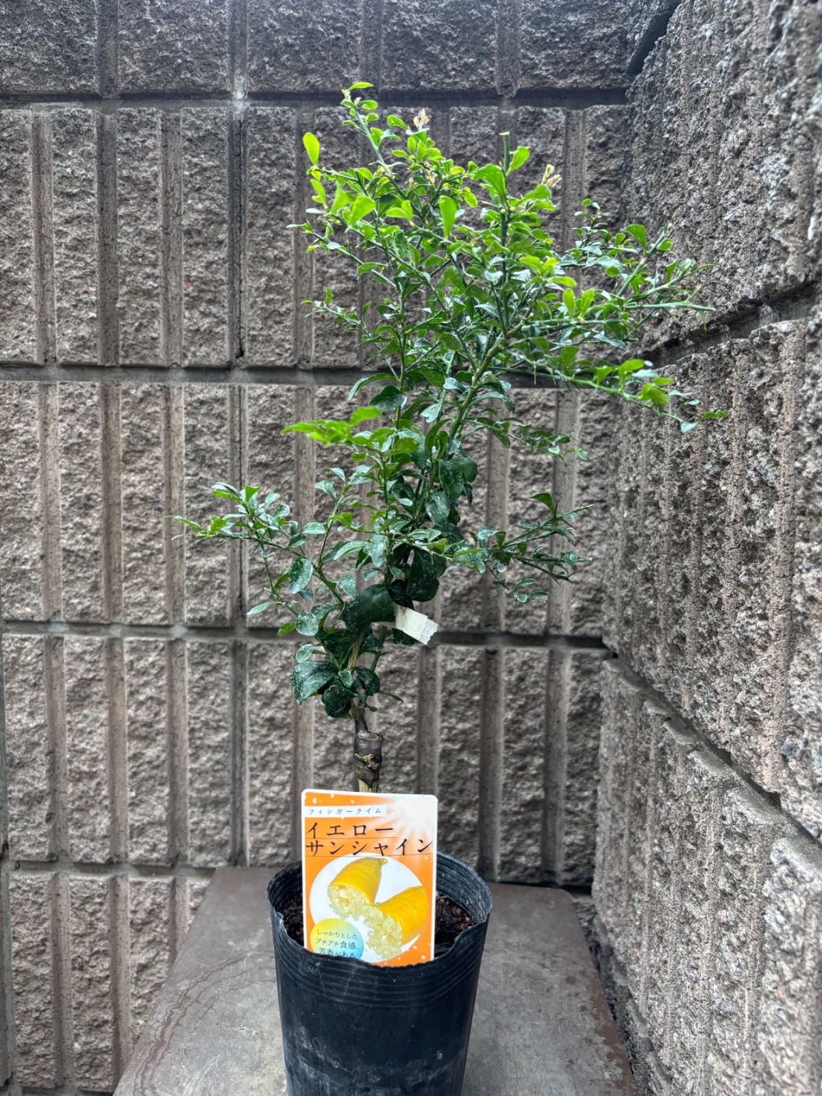 2年生　フィンガーライム接木苗／苗　3鉢セット　撮影品発送 2年生 フィンガーライム接木苗／苗 3鉢セット 撮影品発送 2年生 フィンガー