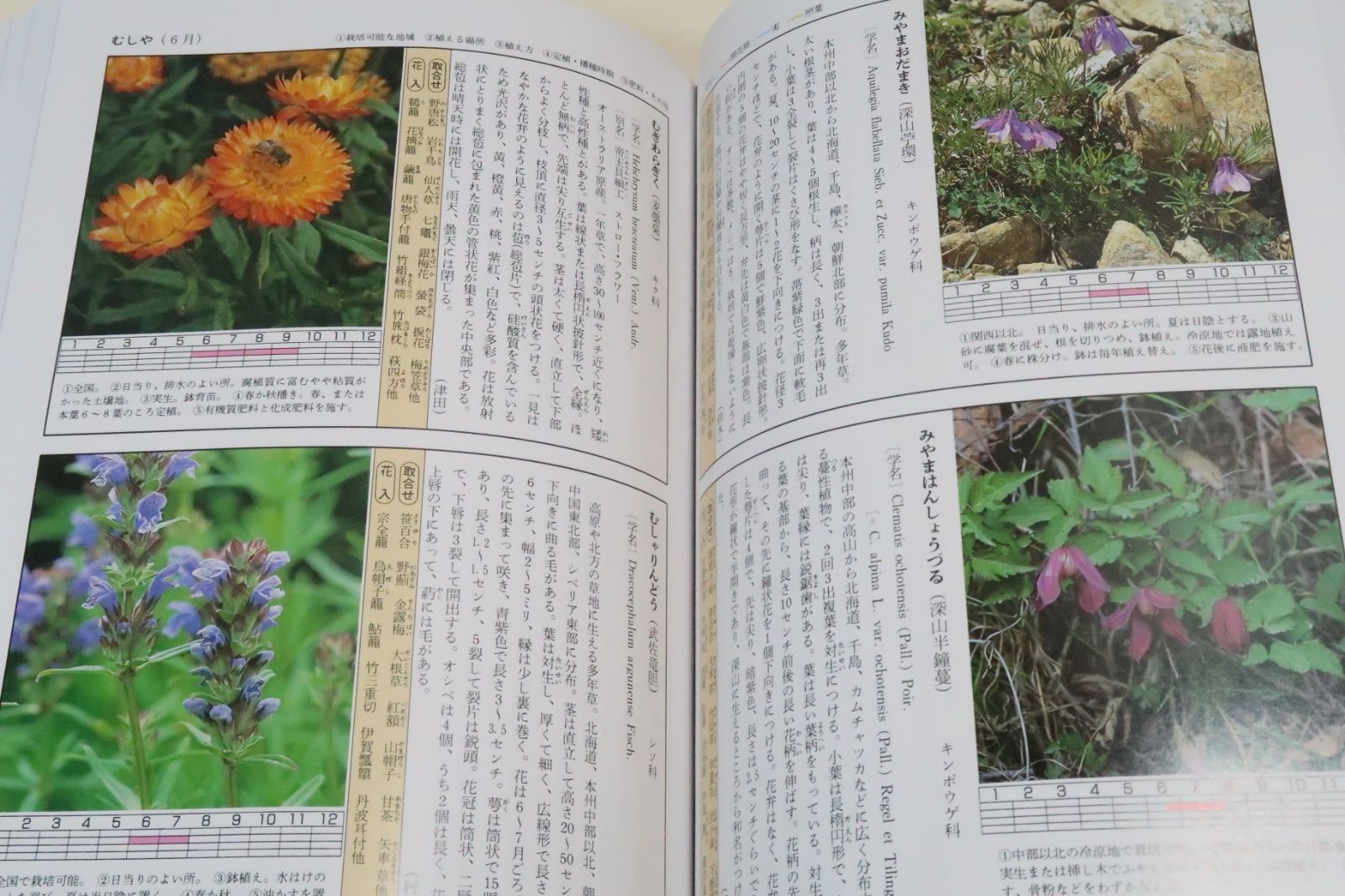 茶花の本3冊/原色茶花大事典・監修塚本洋太郎・茶花として多用され