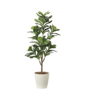 送料無料　フレッシュ カシワバゴム 1.8m 光触媒人口植物 造花 観葉植物