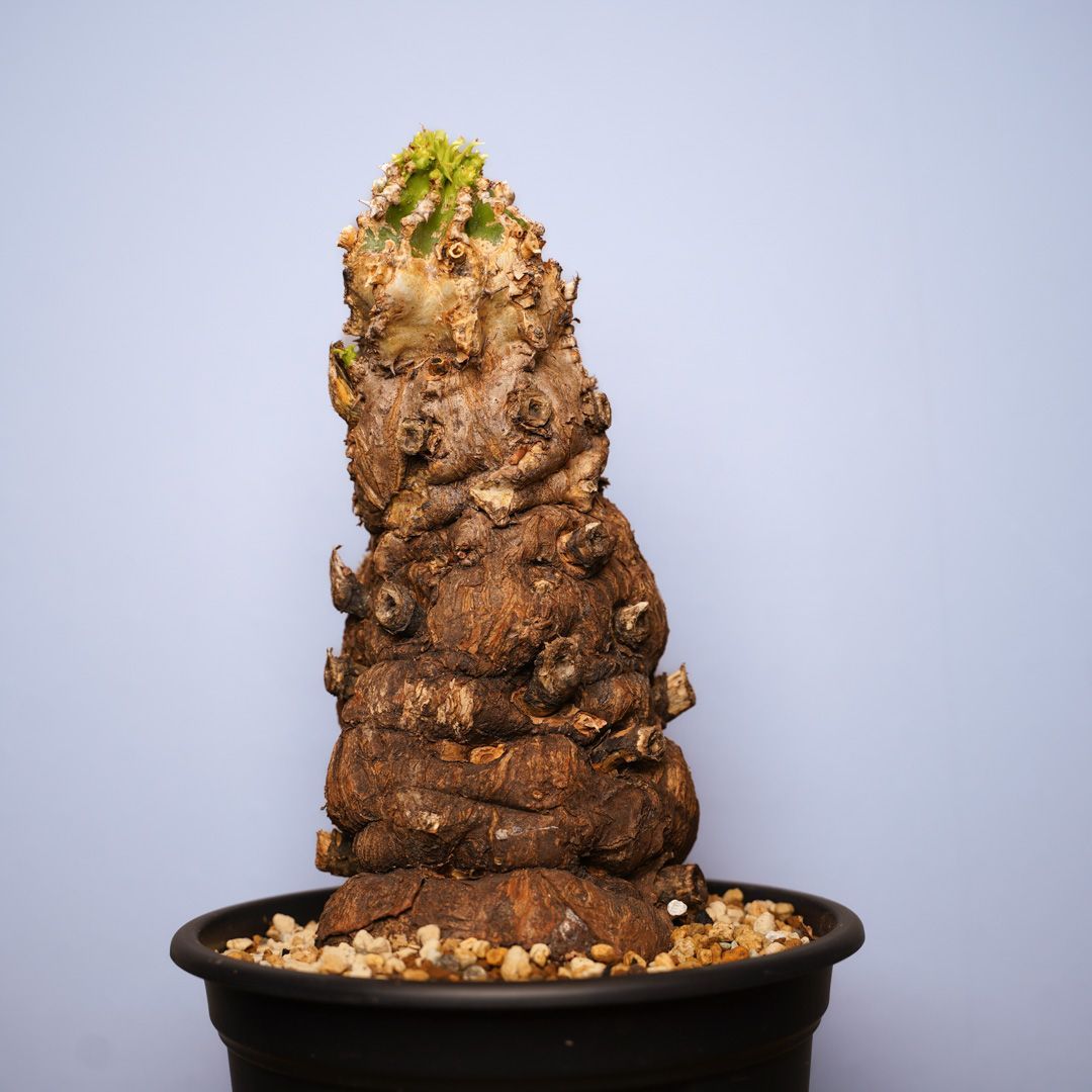 F12 ユーフォルビア ムランジーナ 発根済 現地株 - メルカリ