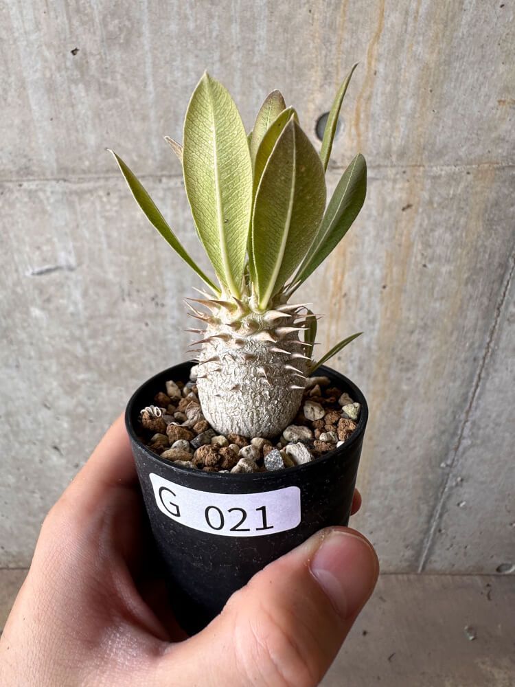 ユーフォルビア オベサ ユーフォルビア オベサ S［雌株］タネ付