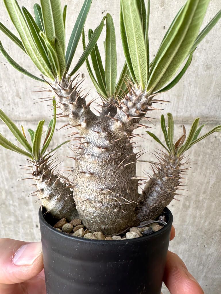 現品限り】パキポディウム・グラキリス 実生【Z32】 Pachypodium