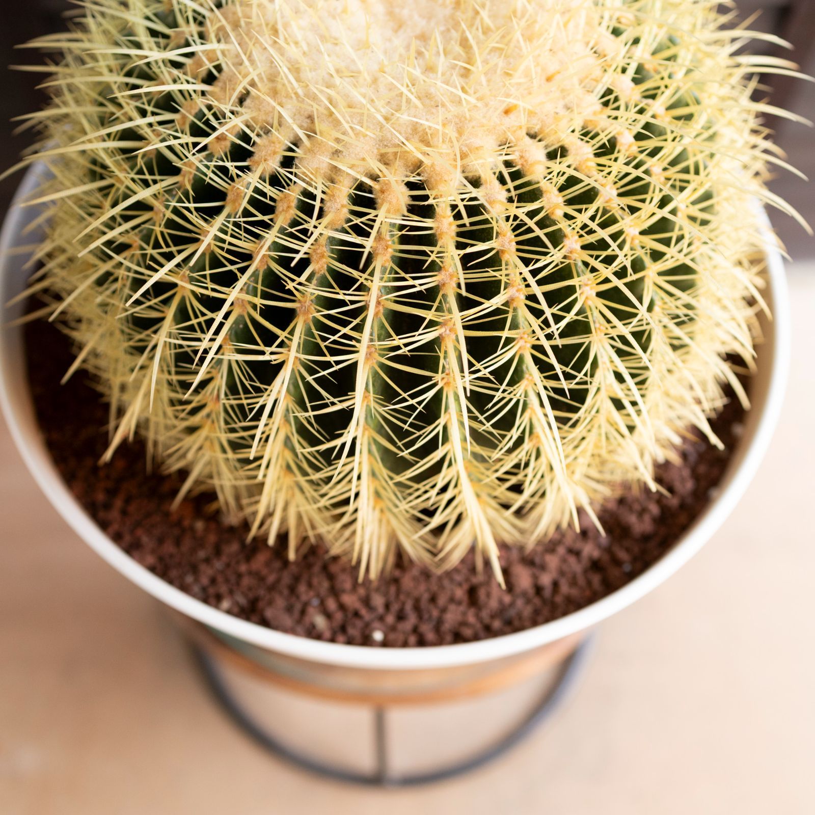 発根済 36cm 金鯱 サボテン キンシャチ 金シャチ 特大 12号 ドライガーデン 1005WH-J YUZUMIYA_COM