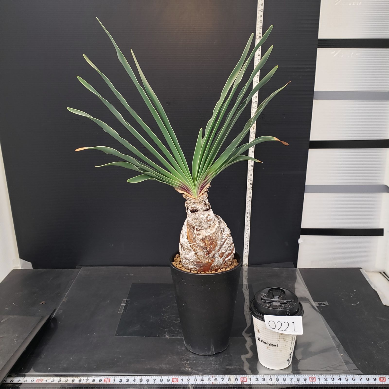 ブーファン ディスティチャ 3 ブーファン ディスティチャ 3 【公式通販】