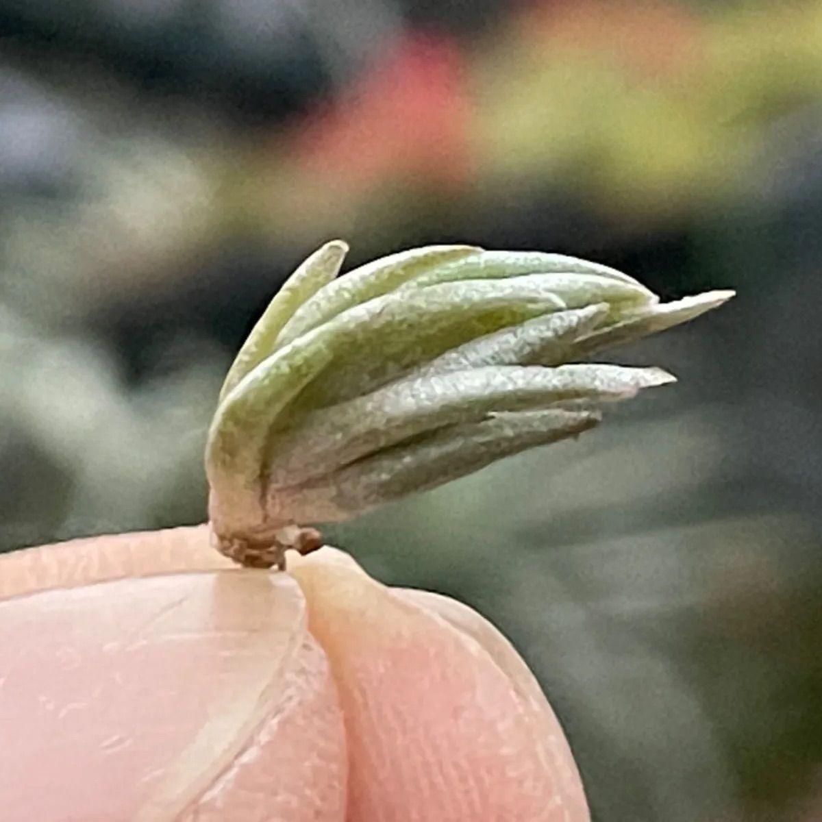 エアープランツ　ペイラノイ チランジア ペイラノイ Tillandsia peiranoi エアプランツ