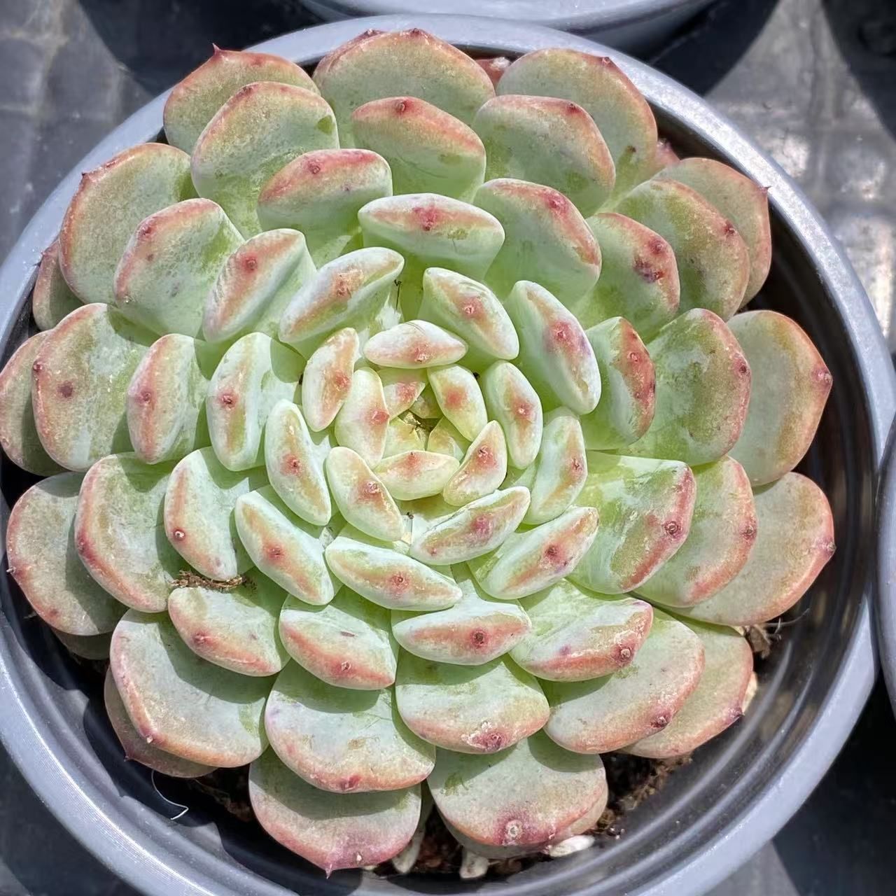 r*く様 D527　白月影　抜き苗　21株　多肉植物 エケベリア 韓国苗 サボテ 抜き苗 白ぽっちゃり ZM1553×18株 ふっくら 多肉植物 エケベリア