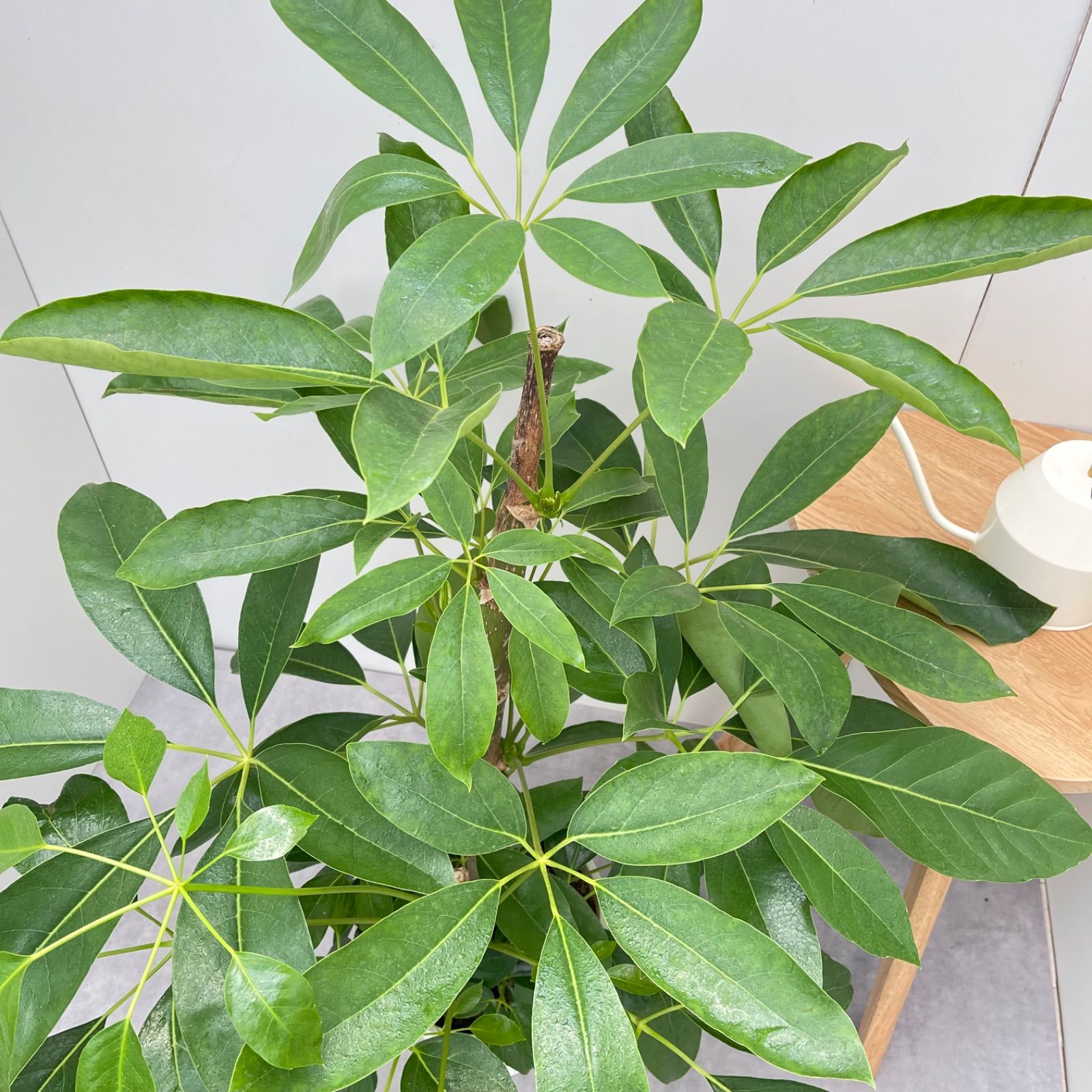 ブラッサイア 5【現品】観葉植物 大型 室内