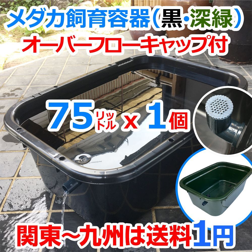 メダカ飼育ケース 75㍑x1個 【黒・深緑あり】オーバーフローキャップ付 越冬に最適なメダカ飼育容器 大雨も安心 金魚 水草 ビオトープ めだか水槽  睡蓮 タライ 五色アクア - メルカリ