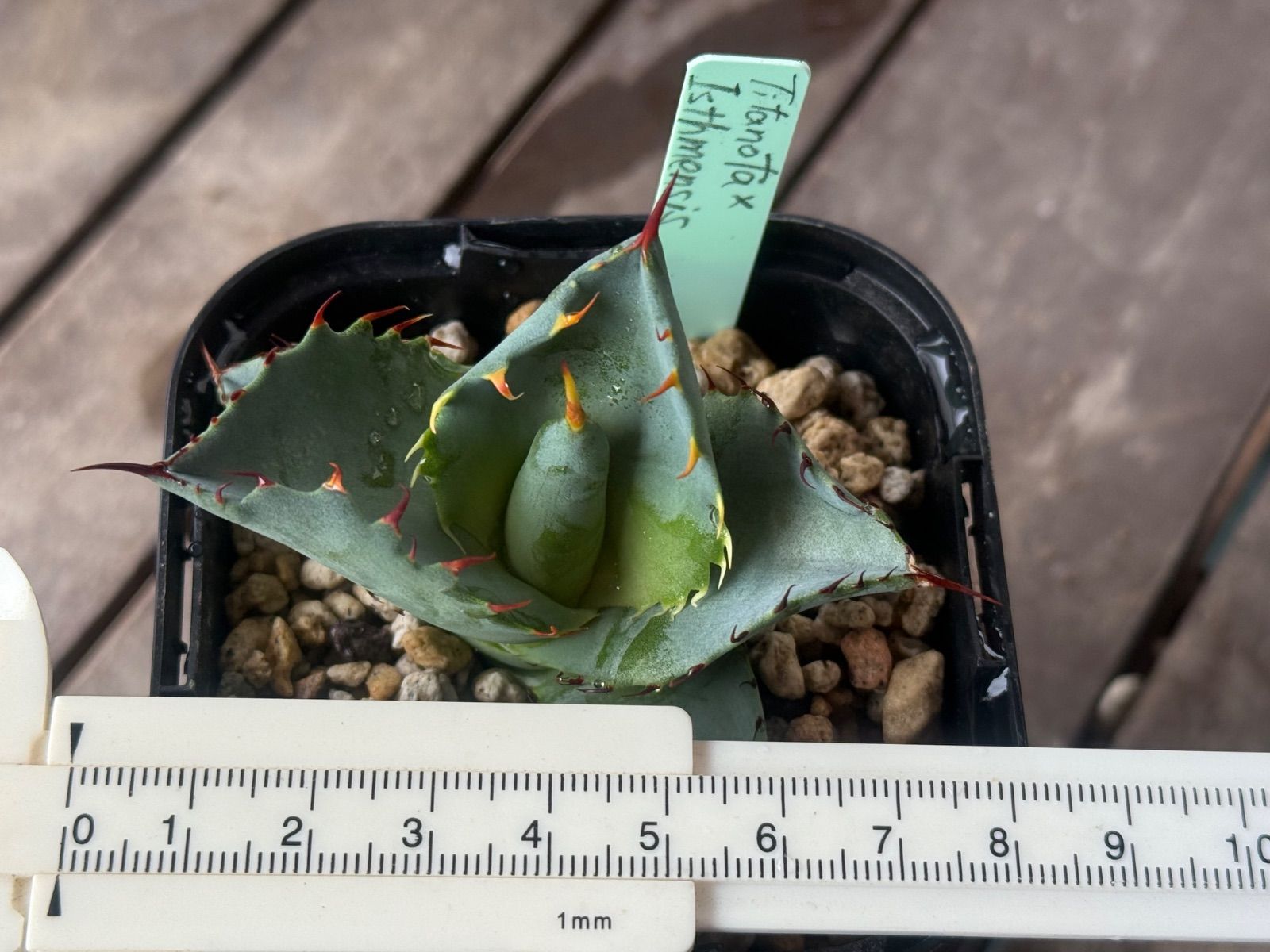 アガベ ハイブリッド チタノタ✖️イシスメンシス 子株 - メルカリ