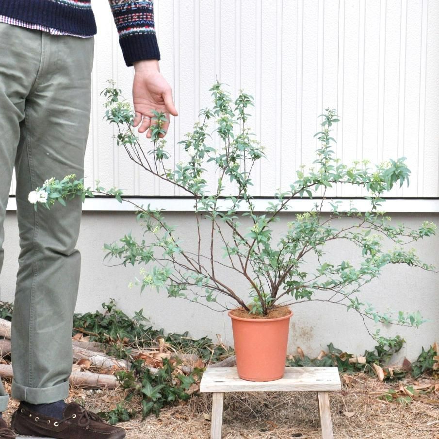 【 季節の苗木 】　 ポンポンと付く手まり状の花　コデマリ　 Garden green series　敬老の日　ポイント消化　観葉