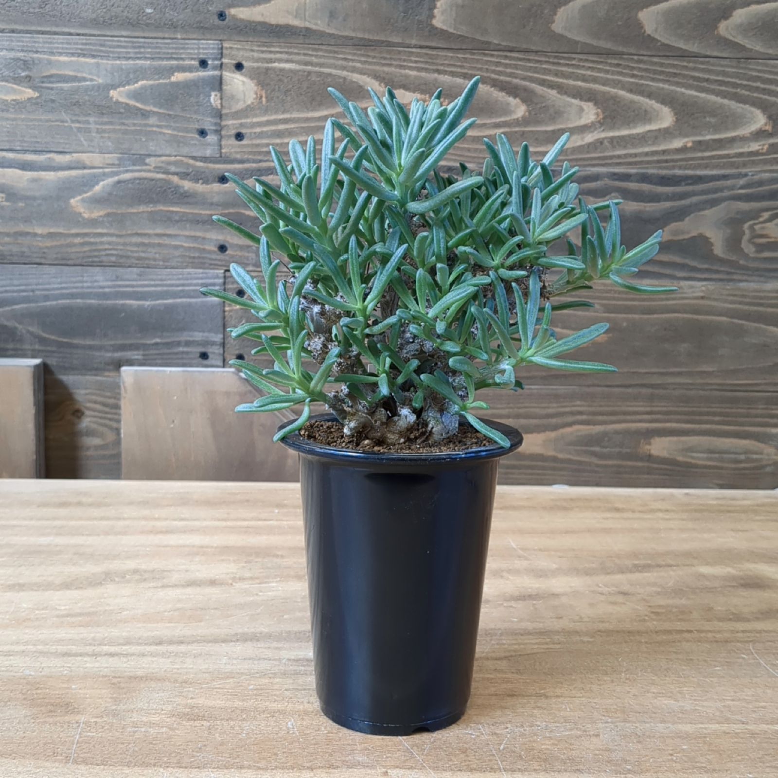 チレコドン ストリアツス【現品】鉢のまま発送 B - メルカリ