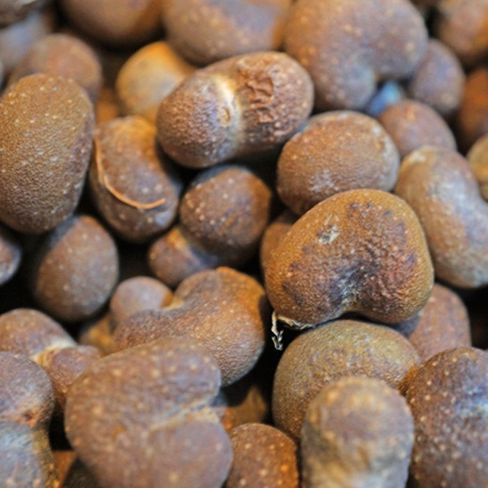 3月入荷 200粒 バオバブ アダンソニア ディギタータ 種 種子 証明書あり0 種子] アダンソニア（バオバブ） ディギタータ Adansonia digitata