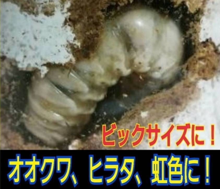 極上！黒アワビタ菌糸瓶【8本】初令、2令に最適な500ml☆小型の色虫にもお薦め 極上！黒アワビタケ菌糸瓶特殊アミノ酸強化配合！ニジイロ