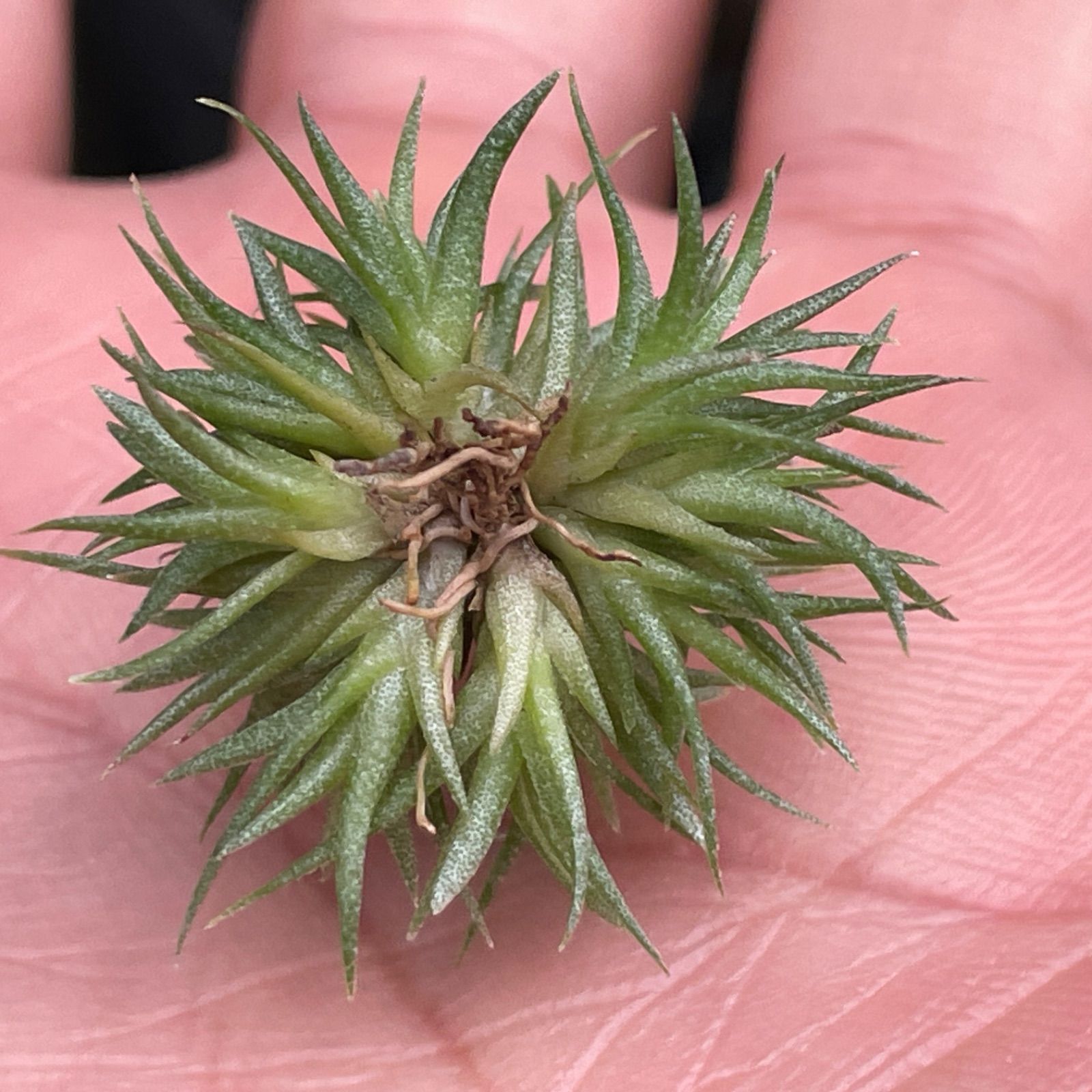 ◆ チランジア　アエラントス　テディベア　特大サイズ 84 ◇ チランジア アエラントス テディベア 特大サイズ 84