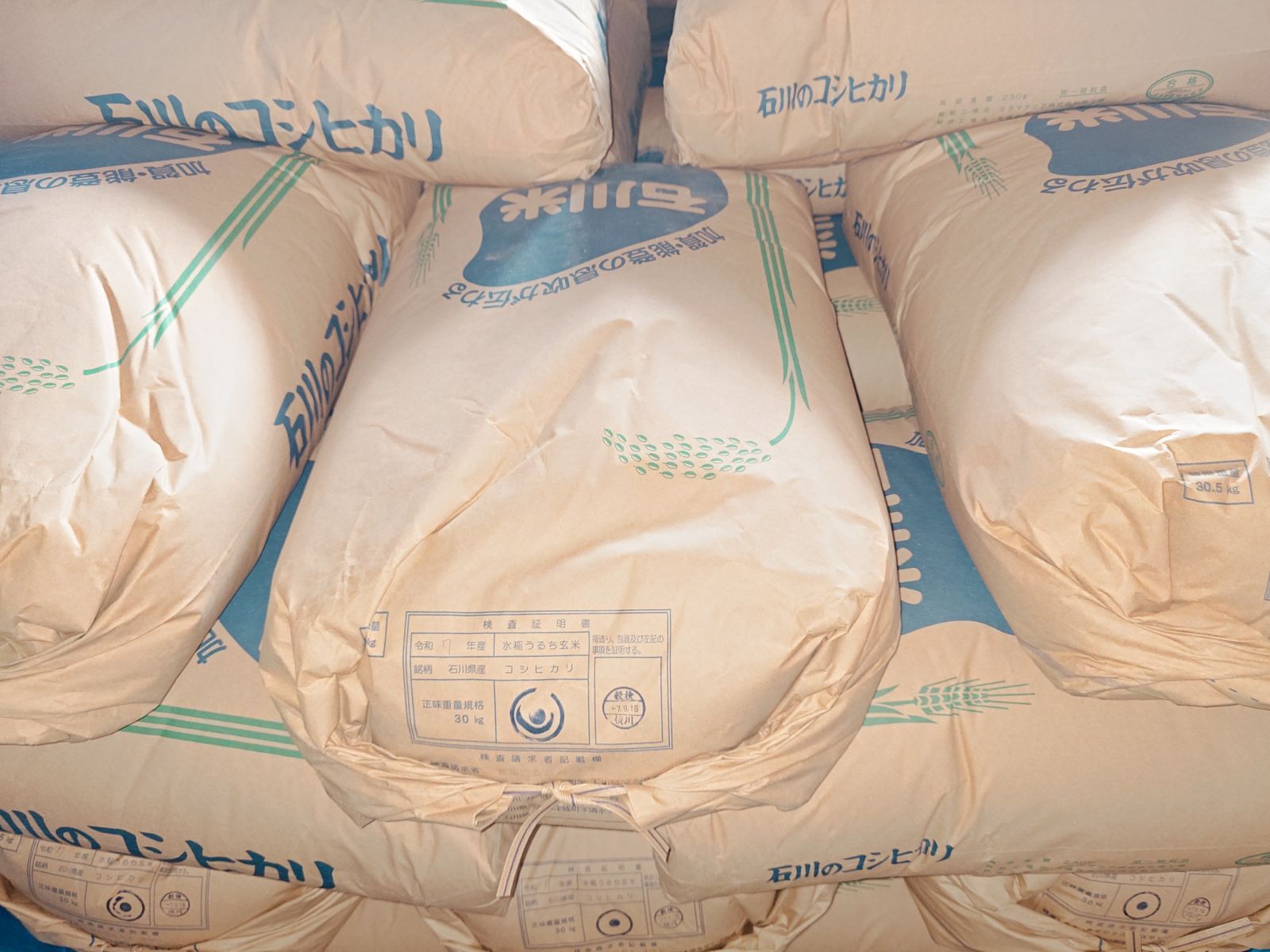 令和7年収穫 2024 石川県産 コシヒカリ 玄米20kg 令和7年産コシヒカリ