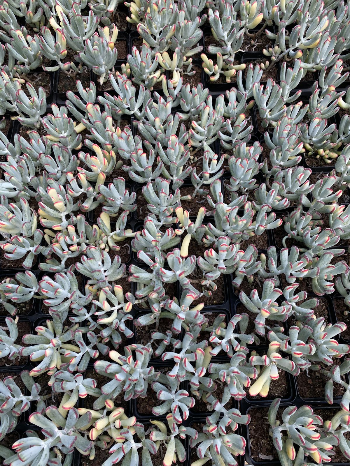 ZM1682×70 福娘錦 抜き苗 多肉植物 アエオニウム エケベリア 韓国苗