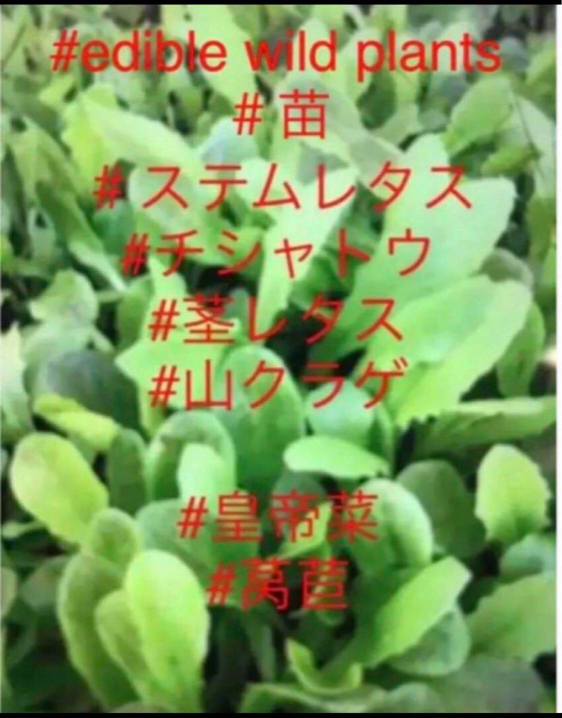 岐阜産 中国野菜 お試しくださいませ♪ 無消毒 化学肥料 除草剤 不使用 茎レタス 山くらげ チシャトウ ステムレタス 青 红 柳叶 圆叶 香莴笋 苗 10株 ¥1108円
