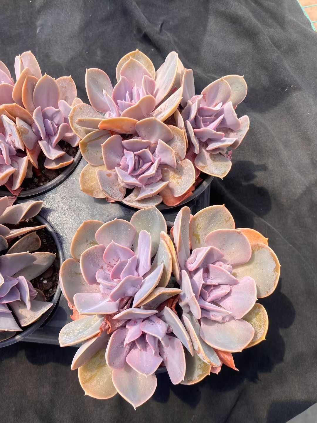 12株の抜き苗セット パールフォンニュルンベルグ群生 多肉植物 佐川急便発送 エケベリア 韓国苗 MY450