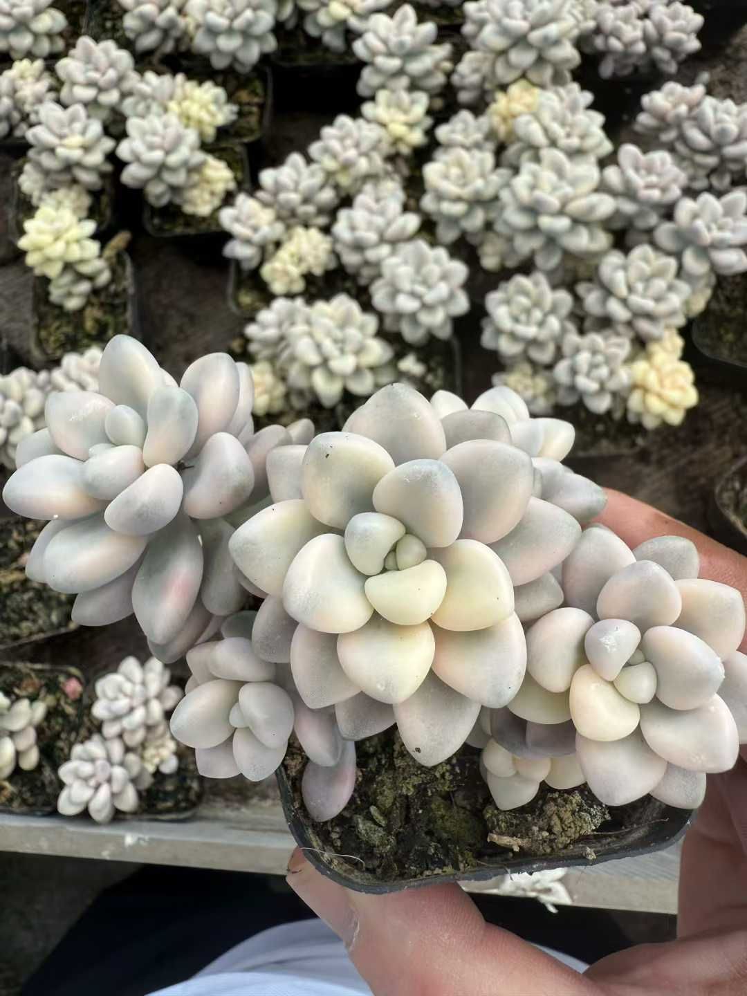 か*ん様 H725 バンシー 16株 抜き苗 多肉植物 エケベリア 韓国苗 H725