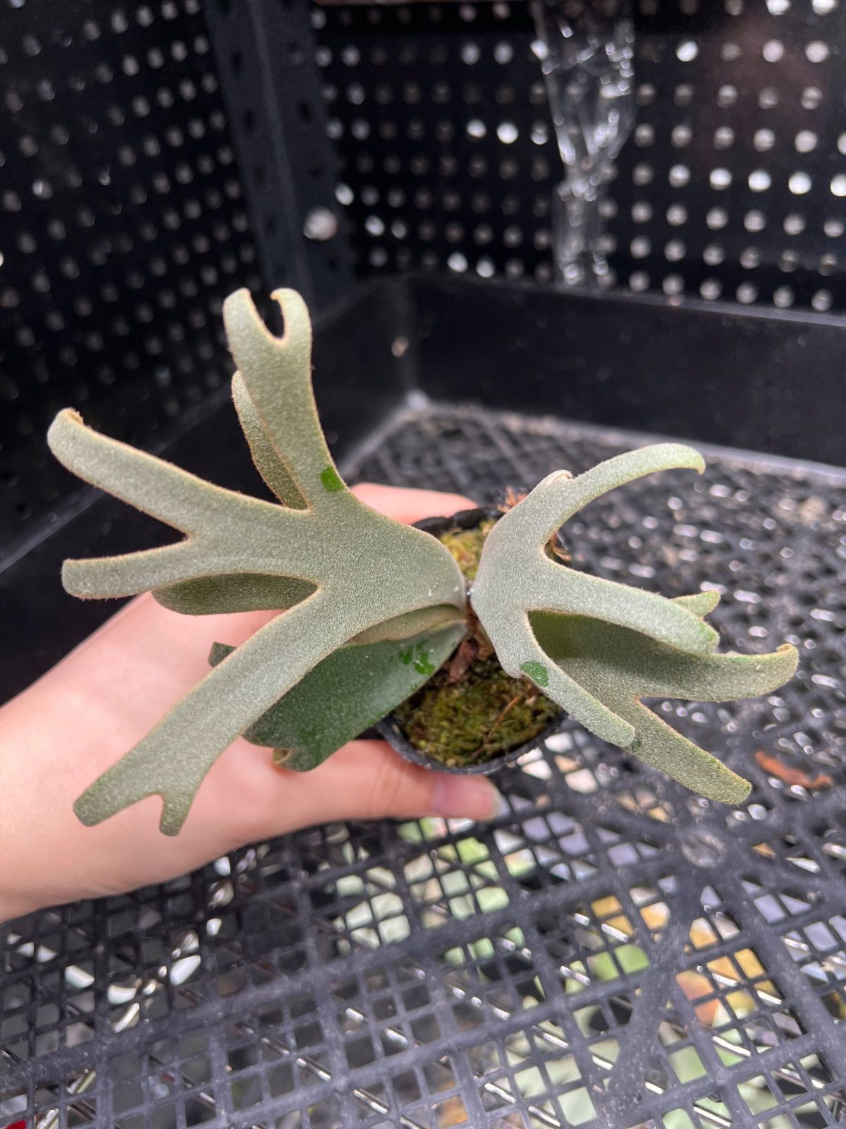 平凡之鹿】ビカクシダ Platycerium willinckii Jenny TC - メルカリ